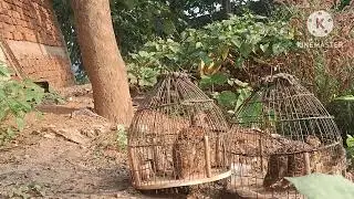 तीतर शिकार आवाज मीनट || Jungle teetar sound || Francolin hunting call || Partridge calling 