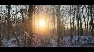 relaxation walk in th wood with my dog poodle