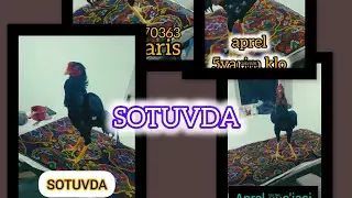МАНА ТОЗА ХО'РОЗЛАРИМИЗ СОТУВДА +998911170363