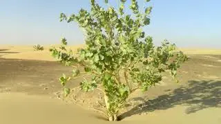 Mauritanie - Trek dans l'Adrar et dunes de l'Amatlich 2018.