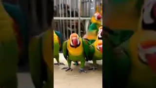 Colorfully parrots dancing team work..#africa #mozambique #birds #parrot #birdroom #cockatoo #travel