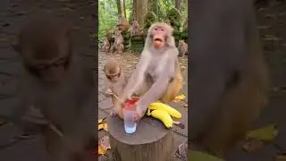 Monkey&rsquo;s Face After Eating Chili Is Priceless#PricelessReaction #MonkeyVideo #HotChili #FunnyMoments