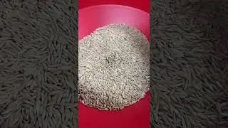 From milling to seed sorting&mdash;The 4in1 rice milling machine meets all your needs!#ricemill #machinery