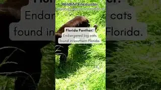 Majestic Florida Panther Unveiled: Exploring Nature's Enigmatic Guardian 🌿🐾