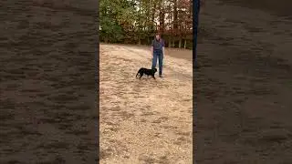 &ldquo;Lacey&rdquo; - 5 month old Kelpie/border collie cross, female