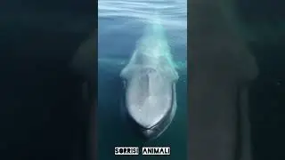 ANIMALE pi&ugrave; GRANDE al MONDO! Video IMPRESSIONANTE di una BALENOTTERA AZZURRA