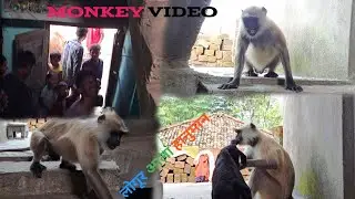Hanuman Ji Ka Video 📸