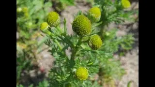 Ромашка безъязычковая  Matricaria discoidea