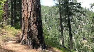 Chambers Creek Trail