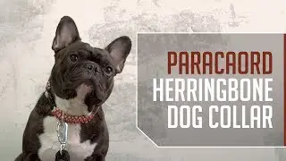 Paracord Herringbone Dog Collar
