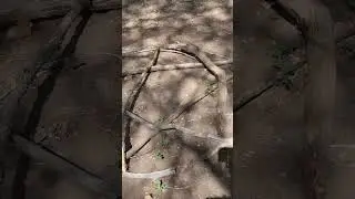 A symbol of protection ❤️ #pentagram #creepy #culture  #cult #forest