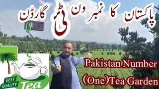 Tea Garden | Shinkari Mansehra hazara kpk Pakistan | #plantation #tea #youtube @tanolikehumsafar