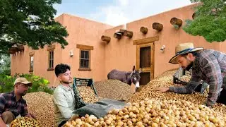 🔥🍊The largest fig garden in the world:traditional fig farming & cooking🍗