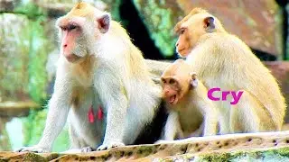 Little monkey Janna cry terrified Jane hide milk | Jane angry Janna disturb her from grooming