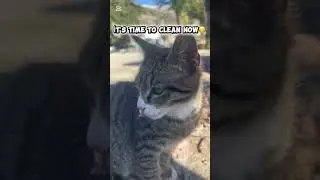 I Came Back to Feed the Forest Kitten🐈 #shortvideo #cat