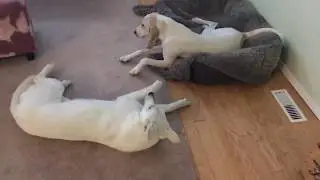 Muzzle grab display of dominance