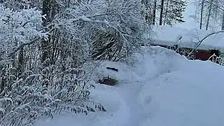 2025-1-30 Garden: -23&deg;C Survival Movie: The 