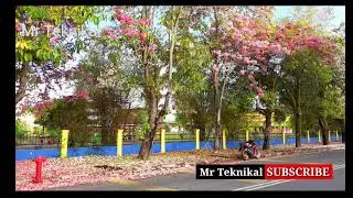 Bunga Sakura@Tecoma Perlis