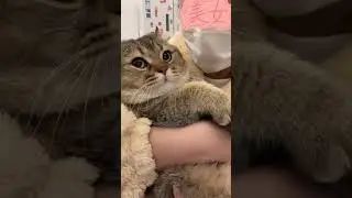 The happiness of raising a chubby cat 🥰