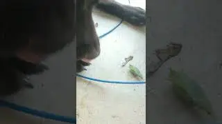 dog vs bug