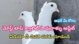 మోస్ట్ టాప్ క్వాలిటీ పావురాళ్ళు అప్డేట్ #love #bird #kabootar #kabutar #pigeon #kabootar #kabutar 