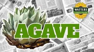 Agave 🌵 | Drought-Tolerant Beauty for Arizona Gardens