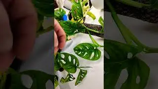 update on magnesium deficiency about a week later growing hydroponic houseplants  #hydroponicaroids