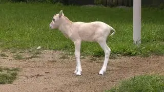 Endangered antelope born at Chicago area zoo