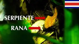 TOUR NOCTURNO en MONTEVERDE | Costa Rica #13 🇨🇷