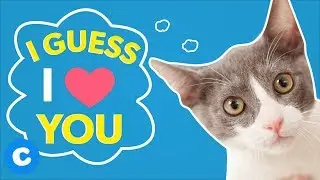 10 Things Cats Think While You're Gone