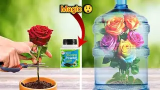 Rose Growing Secrets 100% success! Top 10 Videos to Bloom Your Garden