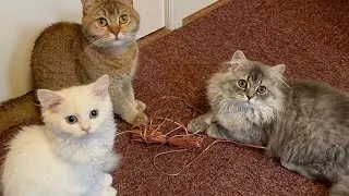 Caught My Kittens Red-Pawed Stealing a Speaker Cable&hellip; and Took It to the Kitchen! ⚡🐾