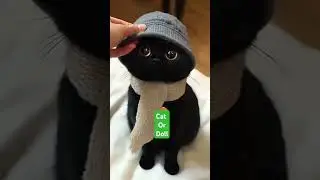 Cat or doll #cat #doll #cute #cutecat #shorts