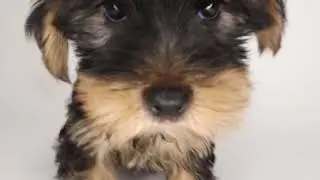 Your Yorkie is waiting at XO PUPS!
