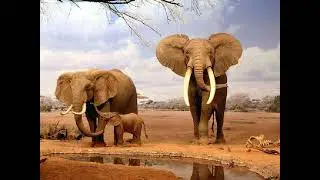 AMAZING FACTS About the AFRICAN BUSH ELEPHANT