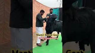Mantri Beetal Bakra at Charda Punjab Goat Farm in Firozpur Punjab #beetalgoat #beetalgoatfarm