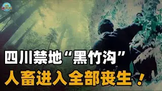 四川黑竹沟有多可怕，为何人畜有去无回？三大危险令人防不胜防！