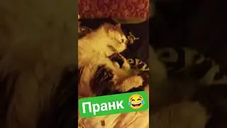 Безуспешная попытка засунуть Кота Эндера в помойку