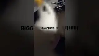 I am the fu*k biggest bird