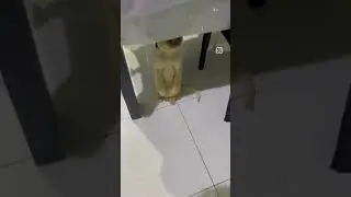 #lookingforsomething🐈😺🐾