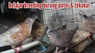 Belajar beternak burung puter & tekukur #breeding