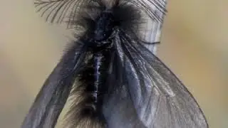 Мотылёк (стихи Анны Чекуновой)
