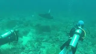 Mawan Komodo Manta Celebration