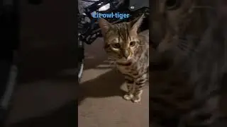 Lit owl tiger