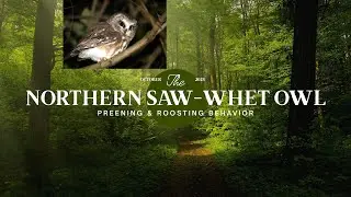 Northern Saw-whet Owl preening and roosting behavior