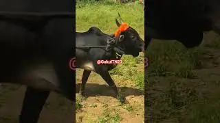 GRP பாய்ச்சல் காளைகள் 2024 find bull name