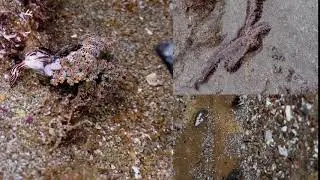 Sea animals from the Coast of Machalilla National Park - Ecuador