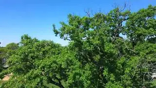 Nice tree in River Forest, IL. June 2022.  EXO Mini Pro.