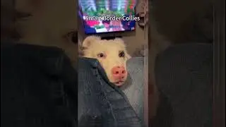 Smart dog reacts #pets #trending #shorts