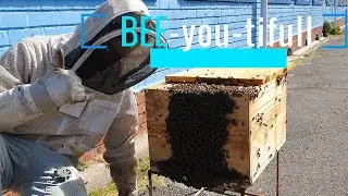 Bee removal 15 of 2022 (The one in the school wall)